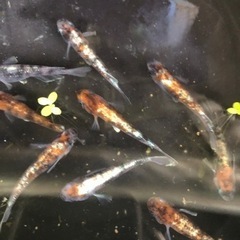 メダカ　朱光菊　めだか