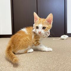【可愛さ抜群】珍しい・おてんば茶白の女の子