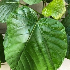 今人気の❤️型観葉植物、ウンベラータの画像