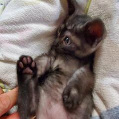 どの子も家族が見つかりました！たくさんのご縁に感謝です(_ _)。ありがとうございました(^_^)♡ - 東広島市