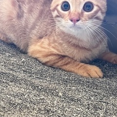 我が家で産まれたかわいいアメショウミックス