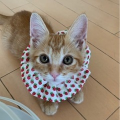 １ヶ月半の茶トラのカギシッポ男の子