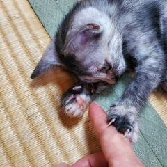 どの子も家族が見つかりました！たくさんのご縁に感謝です(_ _)。ありがとうございました(^_^)♡ - 猫