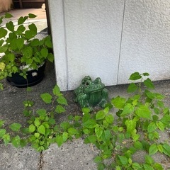 カエル置物　古道具