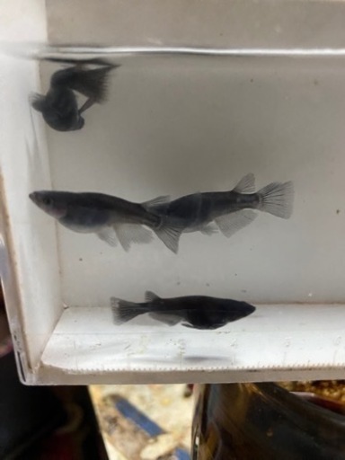 メダカセット?