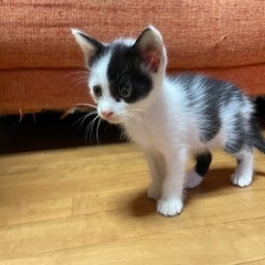 保護子猫の里親になってくれる方募集