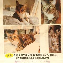 迷い猫🐈探してます