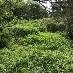 大量の草　干し草　家畜のえさ　植物の肥料の画像