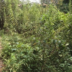 大量の草　干し草　家畜のえさ　植物の肥料の画像