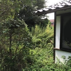 大量の草　干し草　家畜のえさ　植物の肥料の画像