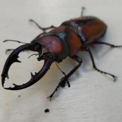外国、国産クワガタ・カブトムシお取引先決定の画像