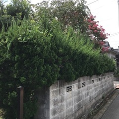 庭木が欲しい人　伐採した木材が欲しい人の画像