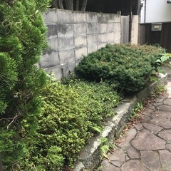 庭木が欲しい人　伐採した木材が欲しい人の画像
