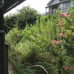 大量の草　干し草　家畜のえさ　植物の肥料の画像
