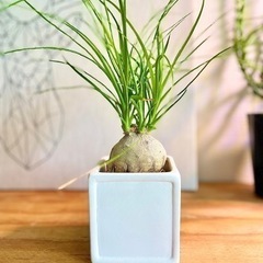 ムチムチぽってり姿が可愛い観葉植物！陶器鉢付き！