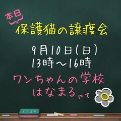 保護猫の譲渡会