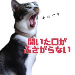 保護猫の譲渡会 − 長崎県