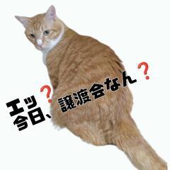保護猫の譲渡会 - 大村市