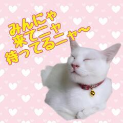 保護猫の譲渡会 - イベント