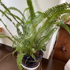 決定致しました　　　タマシダ　鉢植え