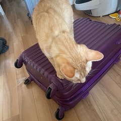 キャリーケースの画像