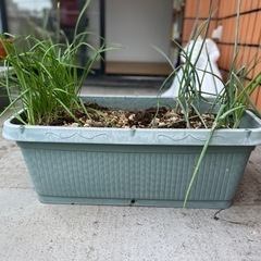 ニラ・九条ネギ植え付けセットの菜園プランターの画像