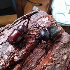 カブトムシバトル❗