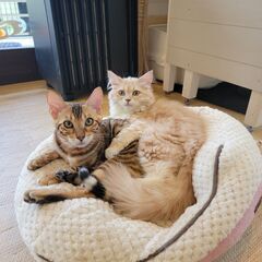 猫カフェ（子猫販売もしております） − 滋賀県