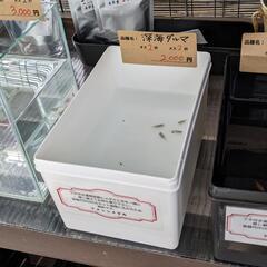 深海ダルマ　 ♂2♀2　4匹セット　固定率抜群！　宜野湾市大謝名小学校の門の前です。Googleマップにのってます👍の画像