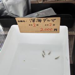 深海ダルマ　 ♂2♀2　4匹セット　固定率抜群！　宜野湾市大謝名小学校の門の前です。Googleマップにのってます👍の画像