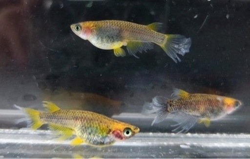 美心めだか直系クラミツハ乱　若魚　1P