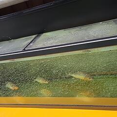 ピラニア水槽セット☆