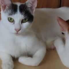 猫　2歳程のお母さん猫 - 桜井市