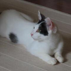 猫　2歳程のお母さん猫 - 猫