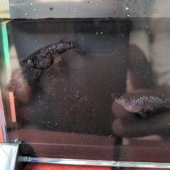 めだか　メダカ　ブラックダイヤダルマ有精卵