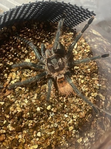 グリーンボトルブルータランチュラ♀【蜘蛛　タランチュラ　昆虫】