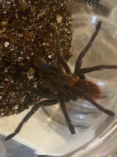 グリーンボトルブルータランチュラ♀【蜘蛛　タランチュラ　昆虫】