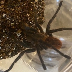 グリーンボトルブルータランチュラ♀【蜘蛛　タランチュラ　昆虫】の画像