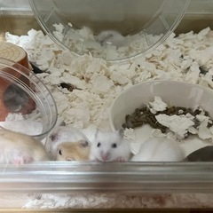 ジャンガリアンハムスターの赤ちゃん