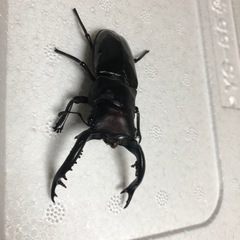 クワガタ.カブトムシ飼育部屋