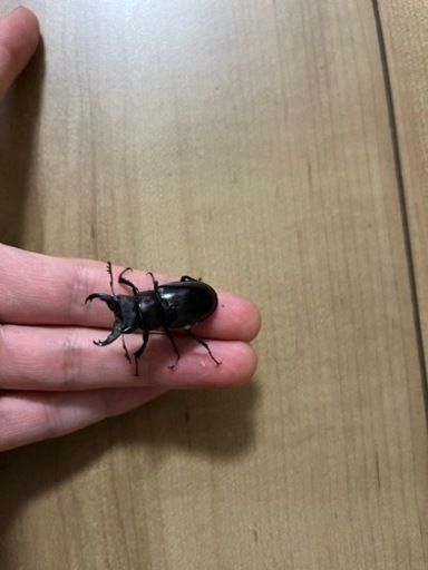 ミクラミヤマ　ペア（御蔵島産）ミクラミヤマクワガタ　クワガタ