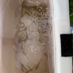 モエビ20から30匹　アミコマセ2kg