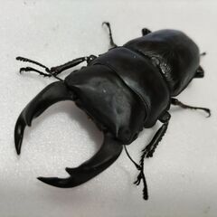 ☆★☆ 国産オオクワガタ 能勢YG 大型血統ペア+♀1 ☆★☆