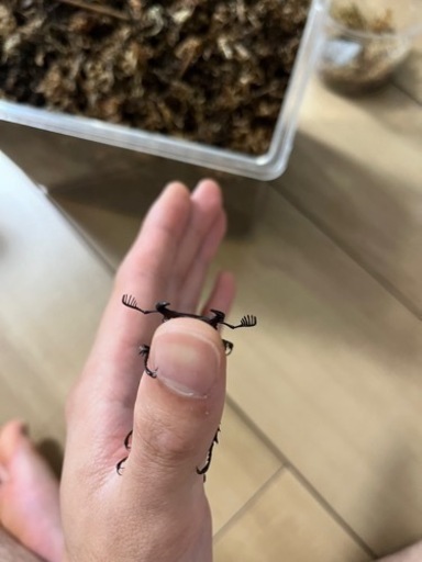 ブシグニーミヤマ　幼虫4頭