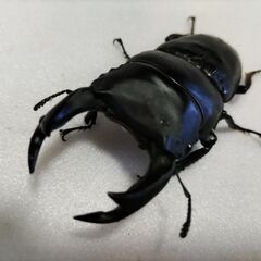 ☆★☆ 国産オオクワ 能勢YG 大型血統ペア+♀1 第2弾 ★☆
