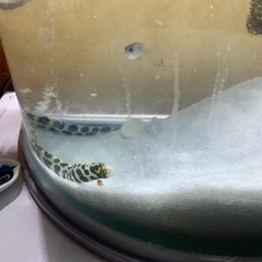 ※条件付き無料　海水魚　クモウツボ