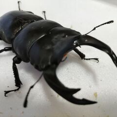 ☆★☆ 国産オオクワガタ 能勢YG 大型血統 ♂83.0ペア+お...