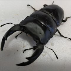 ☆★☆ 国産オオクワガタ 能勢YG 大型血統 ♂83.0ペア+おまけ♀1 ★☆の画像