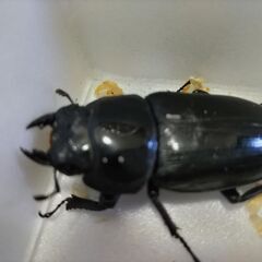 ☆★☆ 国産オオクワガタ 能勢YG 大型血統 ♂83.0ペア+おまけ♀1 ★☆の画像