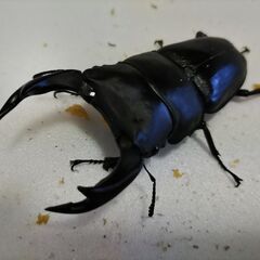 ☆★☆ 国産オオクワガタ 能勢YG血統 ♂84.0 + ♀55～...